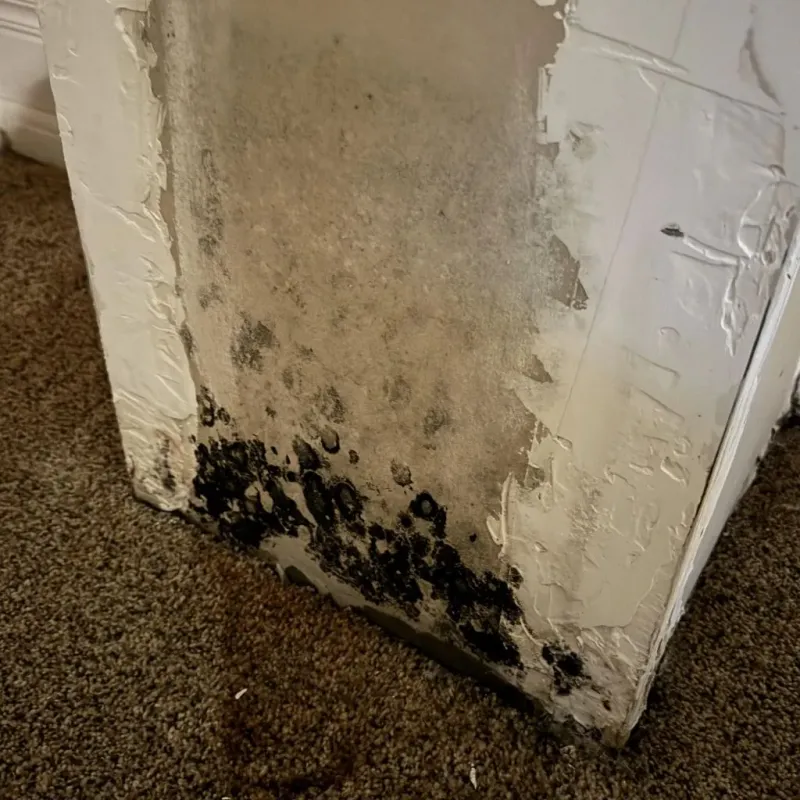 Professional Mold Removal in Bellaire, KS
